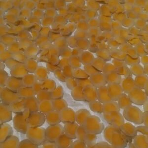 FB_IMG_17736773452316404 Kerupuk telur asin per 1kg