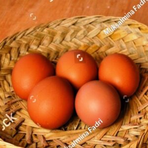 telur ayam kampung pusattelur.com Telur Ayam Negri per kilo