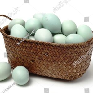 telur bebek itik pusattelurcom Telur bebek / Itik per 10 btr